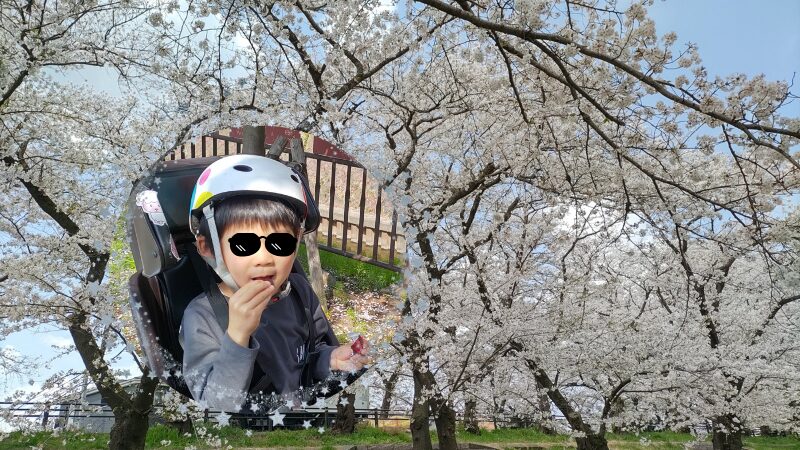 桜の下でチョコレートを食べる息子
